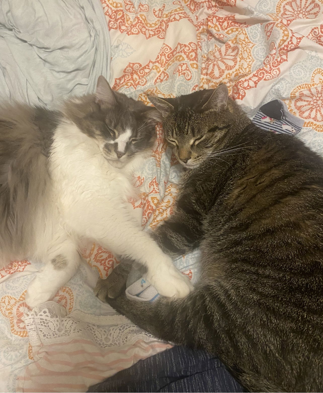 adoptable Cat in Acworth, GA named Prince and Perry - Best Friends