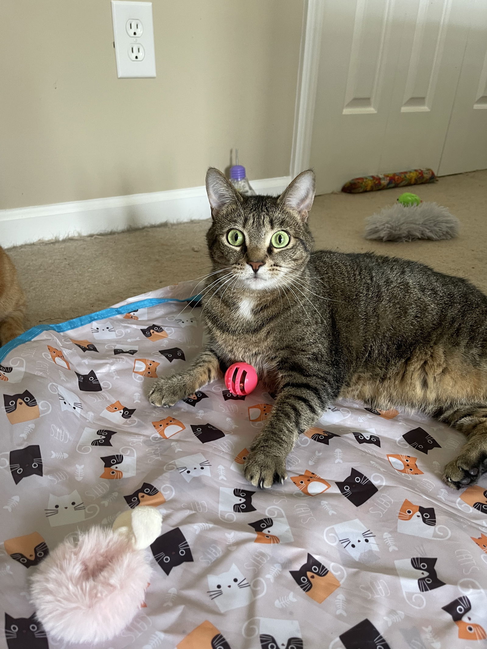 adoptable Cat in Acworth, GA named Lily