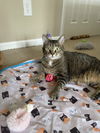 adoptable Cat in acworth, GA named Lily