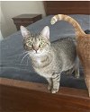 adoptable Cat in acworth, GA named Lily