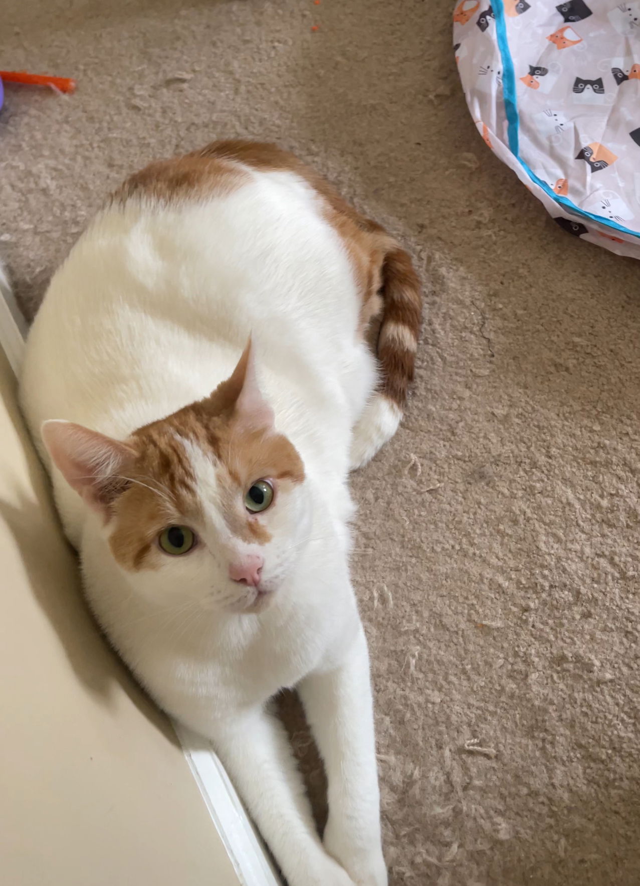 adoptable Cat in Acworth, GA named Luca