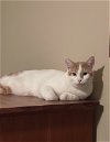 adoptable Cat in acworth, GA named Luca