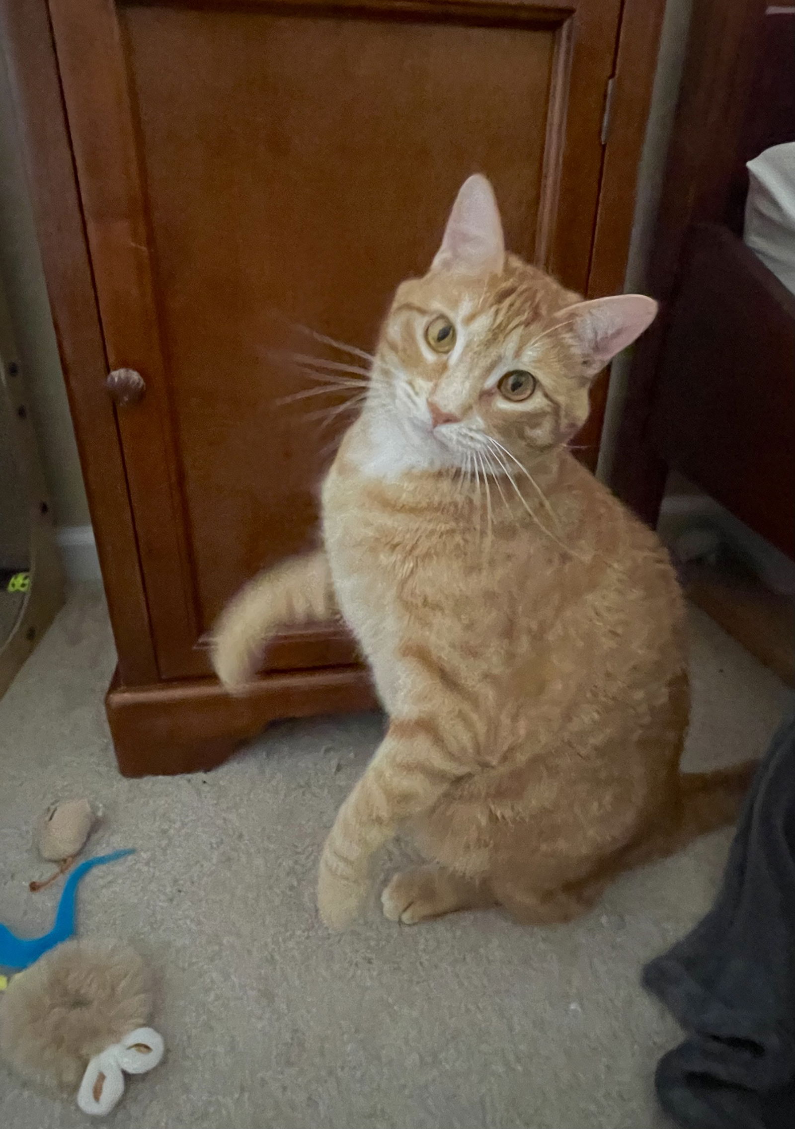 adoptable Cat in Acworth, GA named Ozzie
