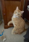 adoptable Cat in acworth, GA named Ozzie