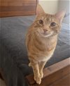 adoptable Cat in acworth, GA named Ozzie