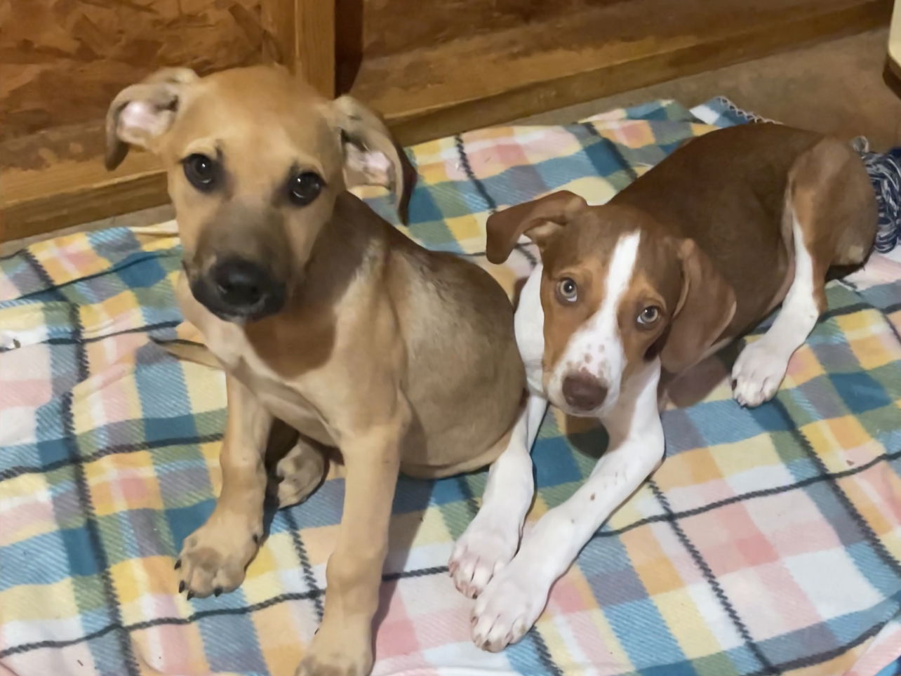 adoptable Dog in Acworth, GA named Foster Home Needed - 2 Four month old Puppies!