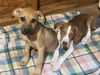 adoptable Dog in acworth, GA named Foster Home Needed - 2 Four month old Puppies!