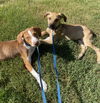 adoptable Dog in  named Puppies-Howie and Kaysar Need a Foster Home!!