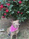 adoptable Dog in acworth, GA named Bella