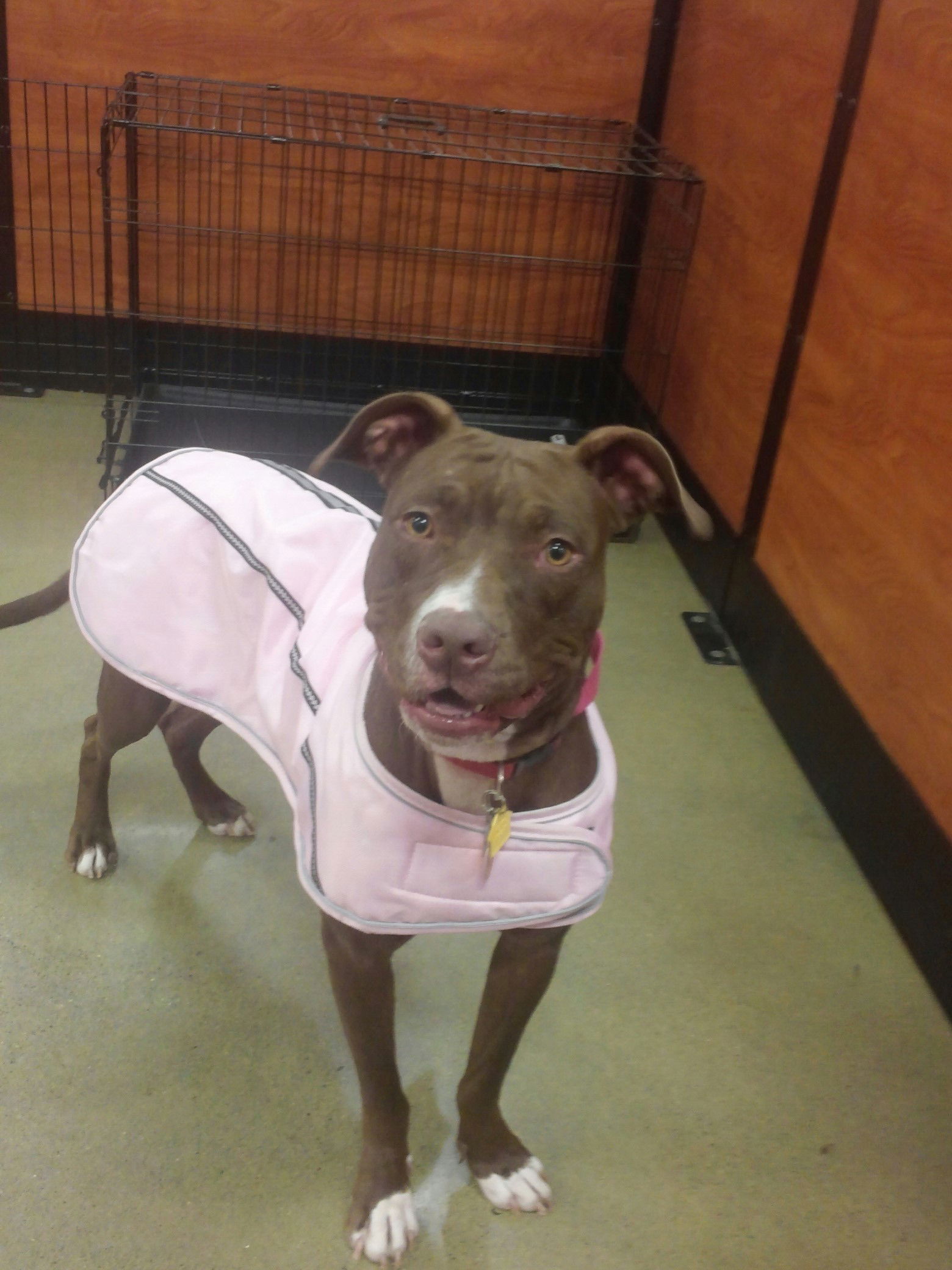 adoptable Dog in Acworth, GA named Sasha
