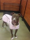 adoptable Dog in Acworth, GA named Sasha