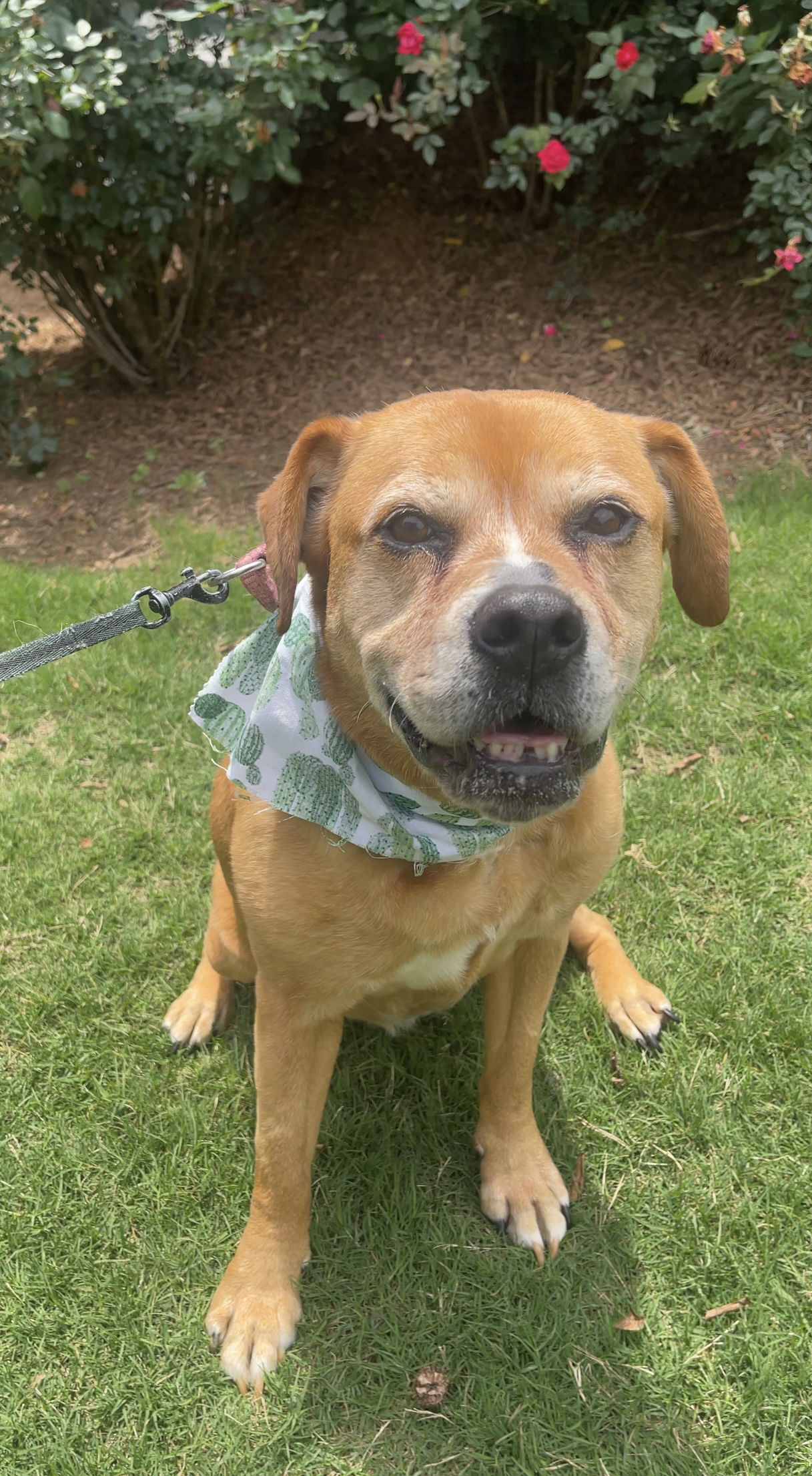 adoptable Dog in Acworth, GA named Goldie Girl