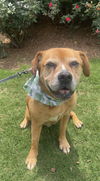 adoptable Dog in acworth, GA named Goldie Girl