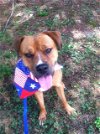 adoptable Dog in acworth, GA named Goldie