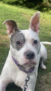adoptable Dog in acworth, GA named Adorable Addie
