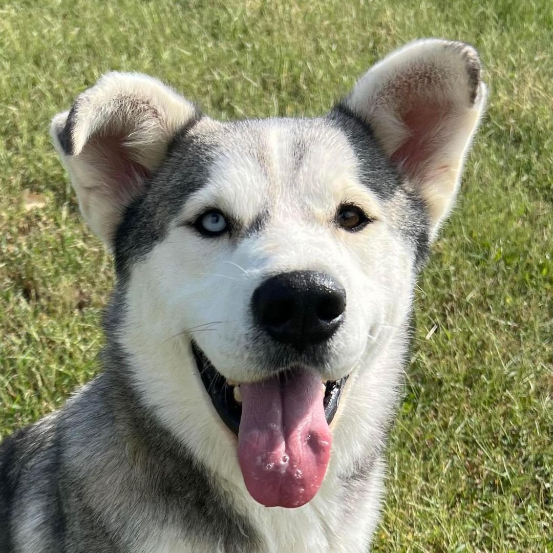 adoptable Dog in Auburn, NE named Balto