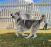Balto - Photo 2