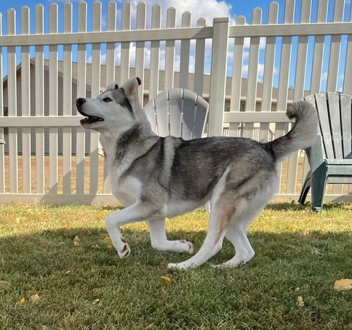 BALTO - Husky available for adoption