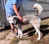 Balto - Photo 3