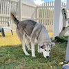 Balto - Photo 4