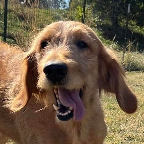 adoptable Dog in Auburn, NE named Teela