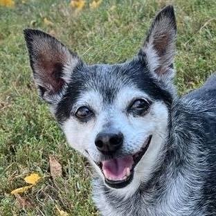 adoptable Dog in Auburn, NE named Aska