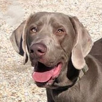 adoptable Dog in Auburn, NE named Dipsy