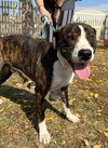 Bojack - Photo 2