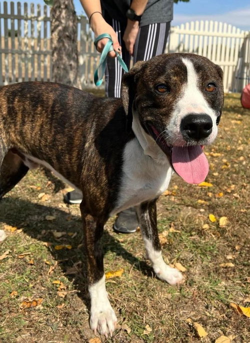BOJACK - Terrier available for adoption