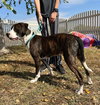 Bojack - Photo 3