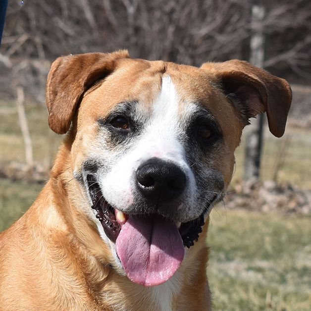 adoptable Dog in Auburn, NE named Bernie Boxer