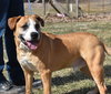 Bernie Boxer - Photo 2