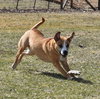 Bernie Boxer - Photo 3