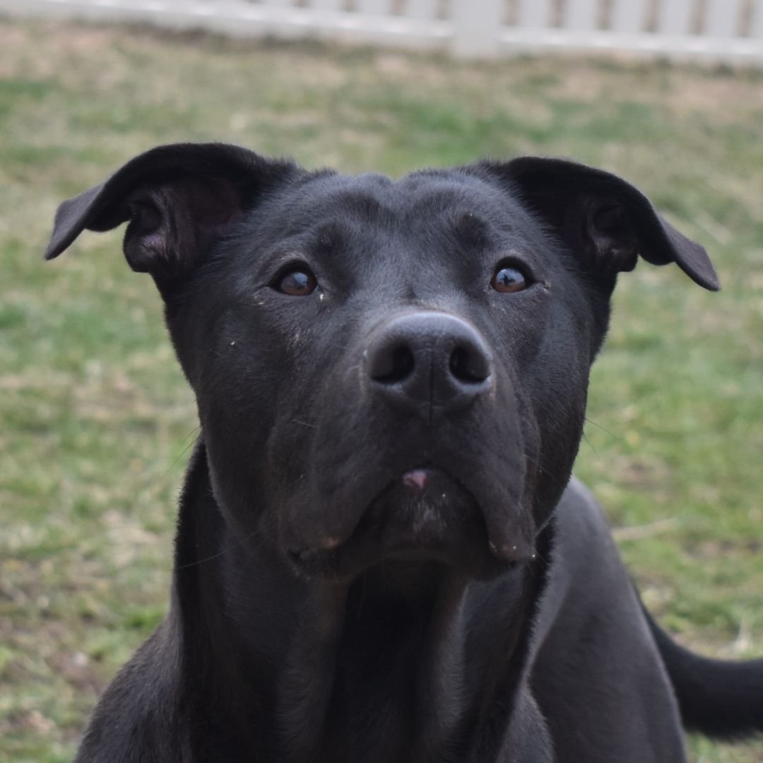 adoptable Dog in Auburn, NE named Beckitt