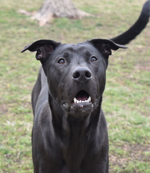 BECKITT - Labrador Retriever available for adoption