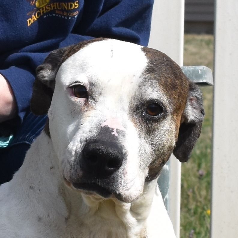 adoptable Dog in Auburn, NE named Opal