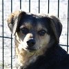 adoptable Dog in , NE named Denver
