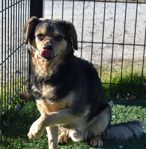 DENVER - Beagle available for adoption