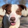 adoptable Dog in  named Dixon