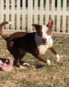 Dixon - Photo 2