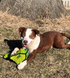 Dixon - Photo 3