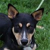 adoptable Dog in  named Seth