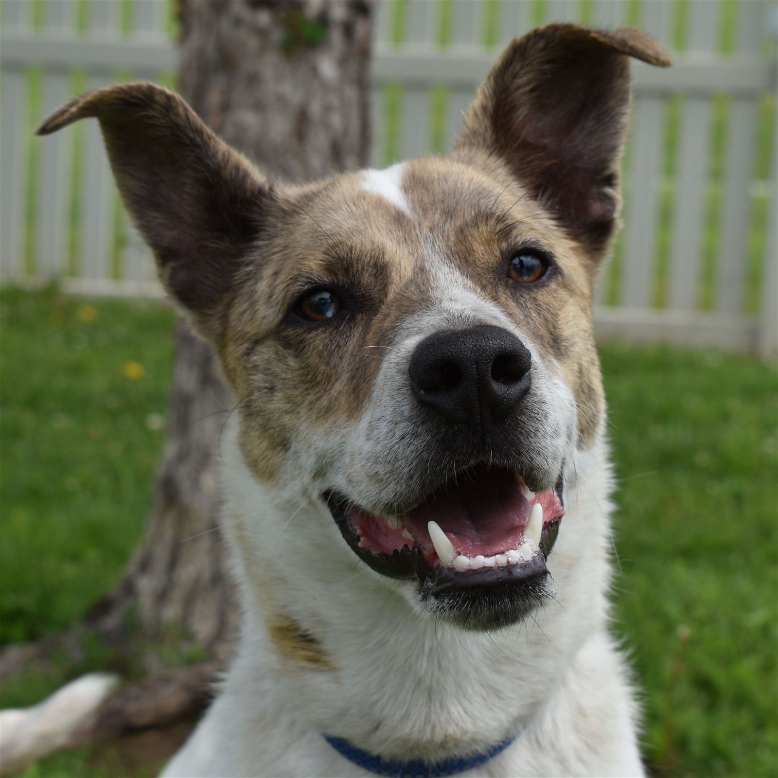 adoptable Dog in Auburn, NE named Solo