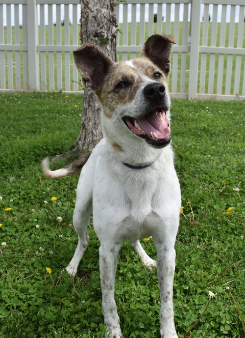 SOLO - Cattle Dog available for adoption