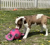 Bree - Photo 3