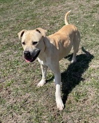 DANI - Labrador Retriever available for adoption