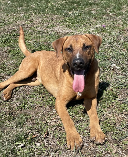 ROCKWELL - Labrador Retriever available for adoption