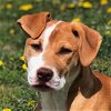 adoptable Dog in  named Vanna