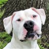 adoptable Dog in  named Prince