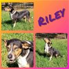 adoptable Dog in  named Riley